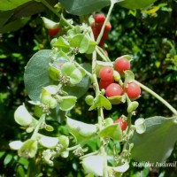 Cissampelos pareira L.